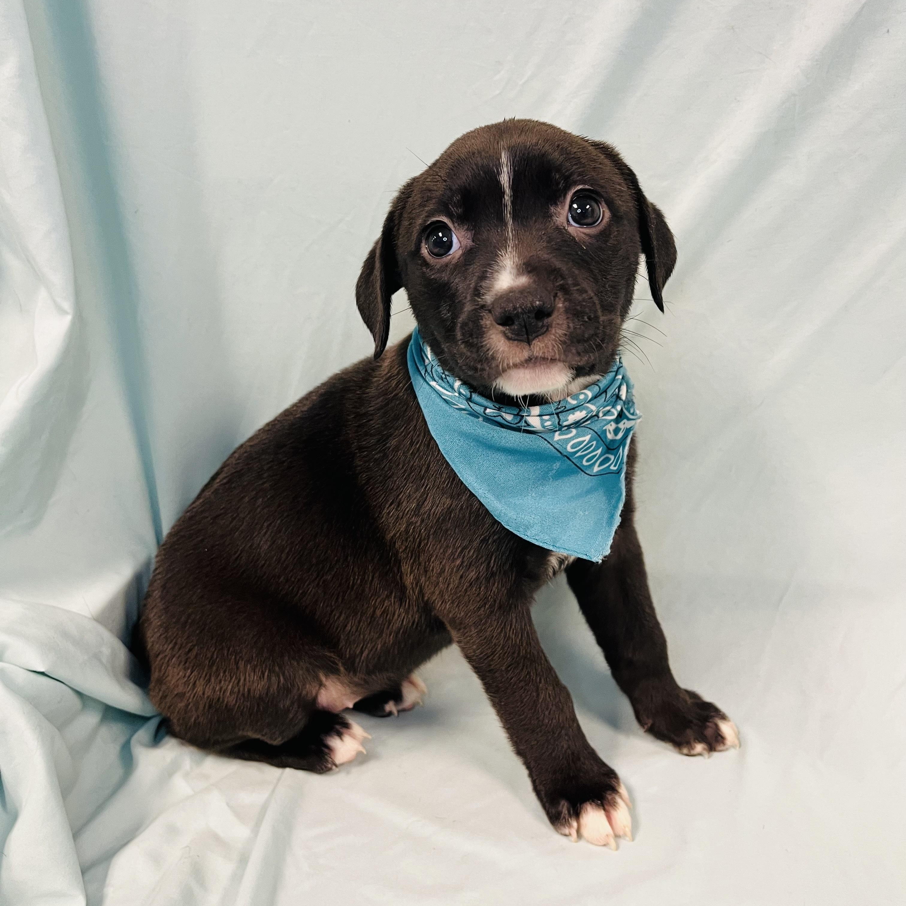 Enlarge Stingray, a other Mixed Breed in Canal Winchester, OH image 2/2
