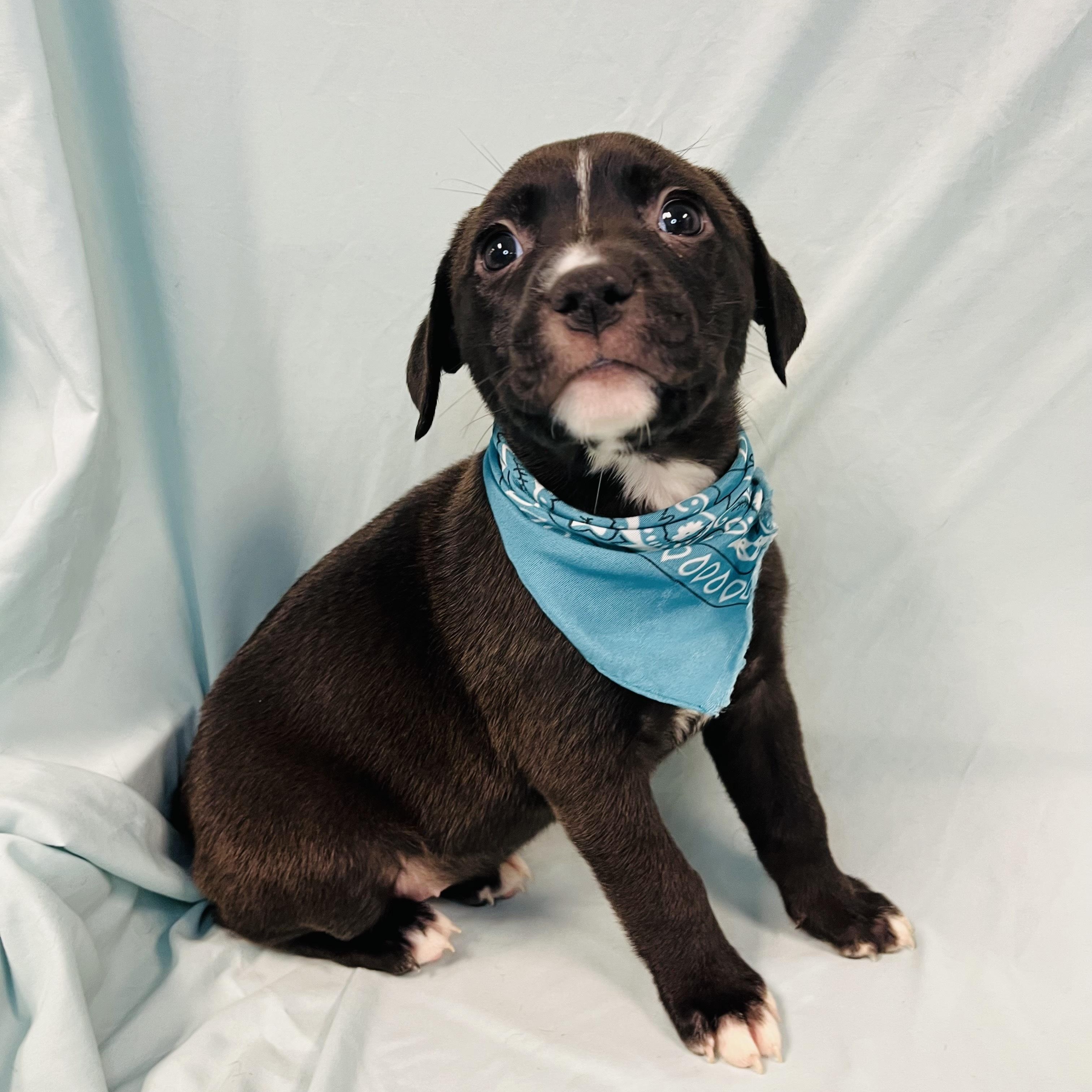 Enlarge Stingray, a other Mixed Breed in Canal Winchester, OH image 1/2