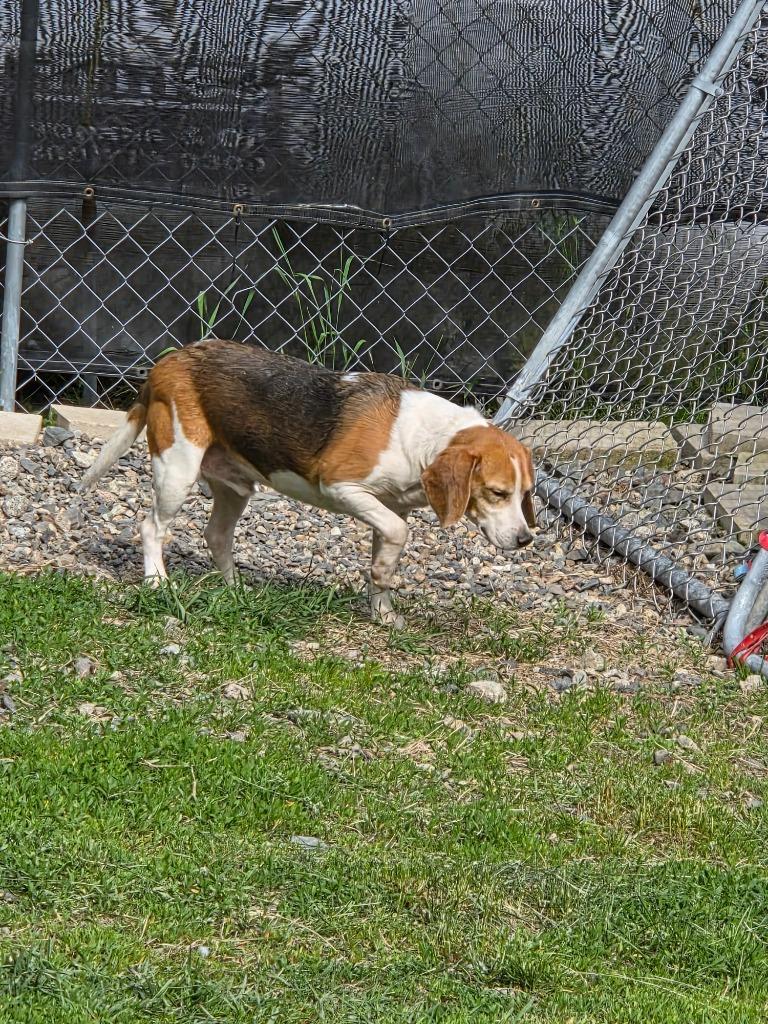 Enlarge Catch, a Adopted Beagle in Lunenburg, VT image 1/1