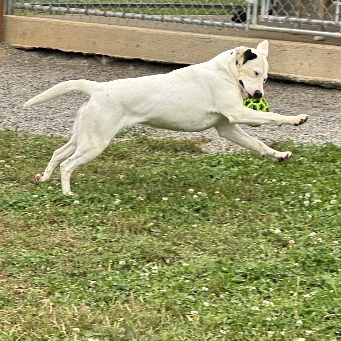 Enlarge Susie.......Fee Sponsorship, a Adoptable mixed breed in Byrdstown, TN image 6/6