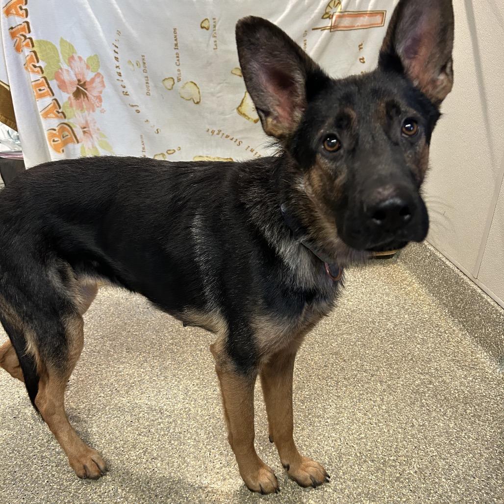 Rhonda*, Adoptable, Adult Female German Shepherd Dog.