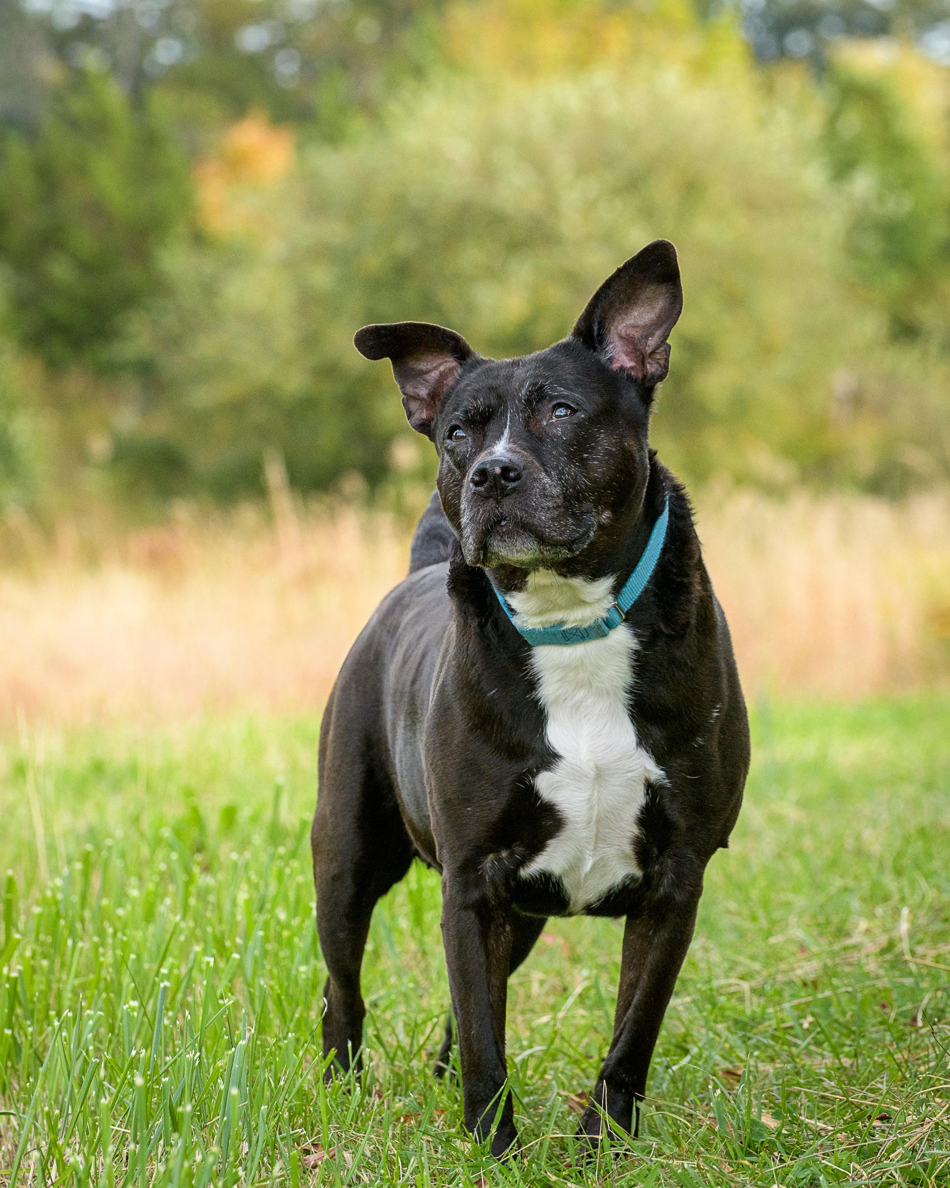 Enlarge Pibby, a Adoptable mixed breed in Quakertown, PA image 3/5