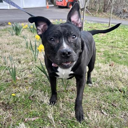Pibby, Adoptable, Senior Female Pit Bull Terrier & Mixed Breed.