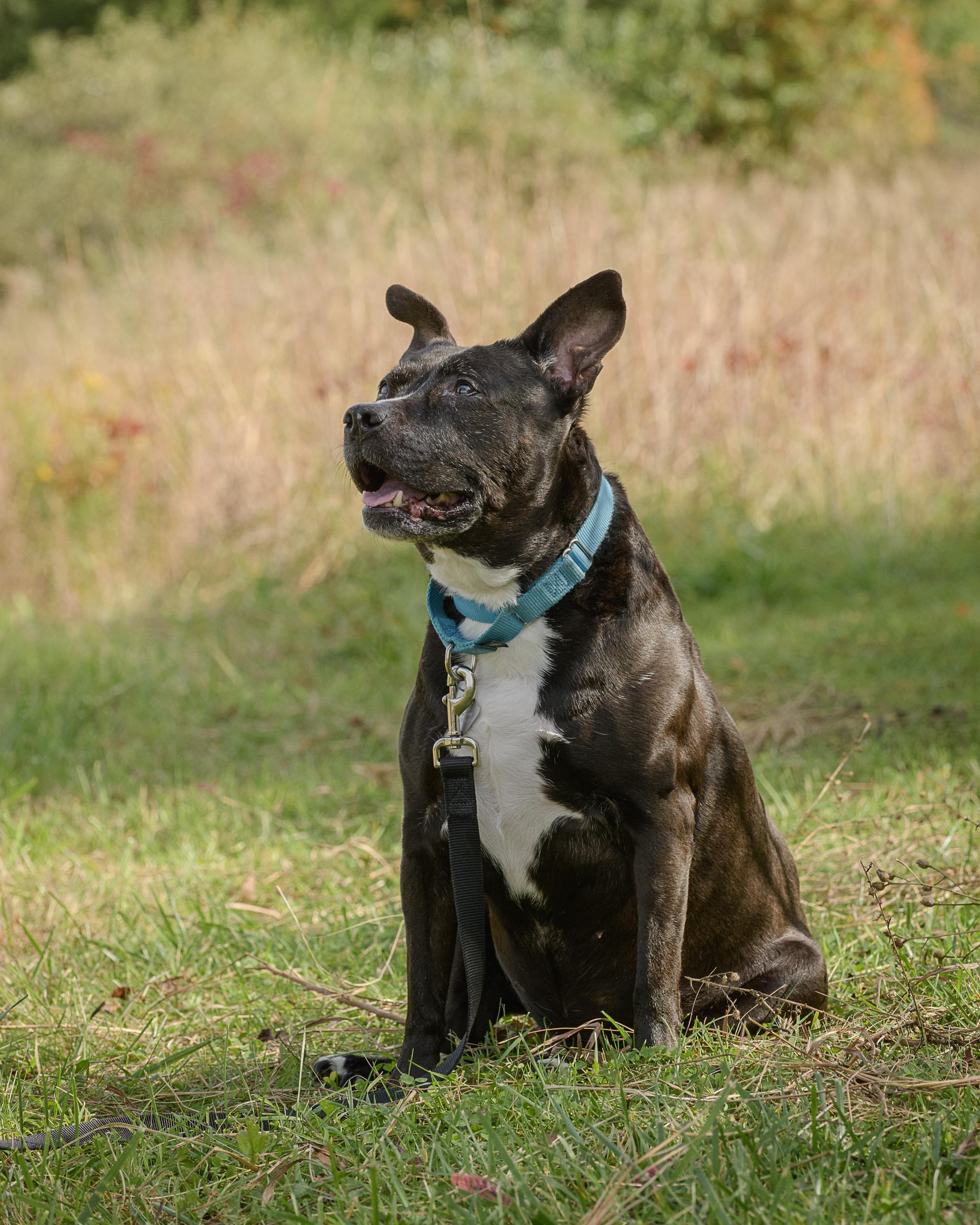 Enlarge Pibby, a Adoptable mixed breed in Quakertown, PA image 2/5