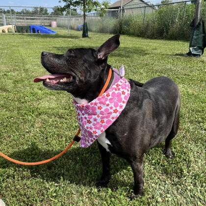 Pibby, Adoptable, Senior Female Pit Bull Terrier & Mixed Breed.