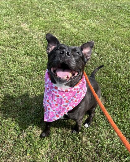 Pibby, a Adoptable mixed breed in Quakertown, PA image 2/3