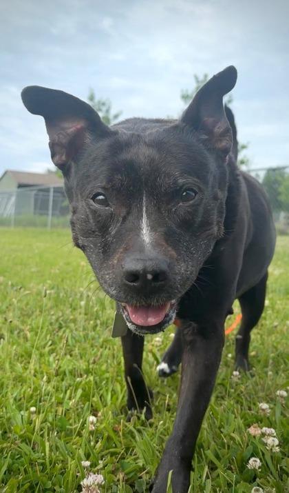 Pibby, a Adoptable mixed breed in Quakertown, PA image 2/3