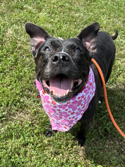 Pibby, a Adoptable mixed breed in Quakertown, PA image 3/3