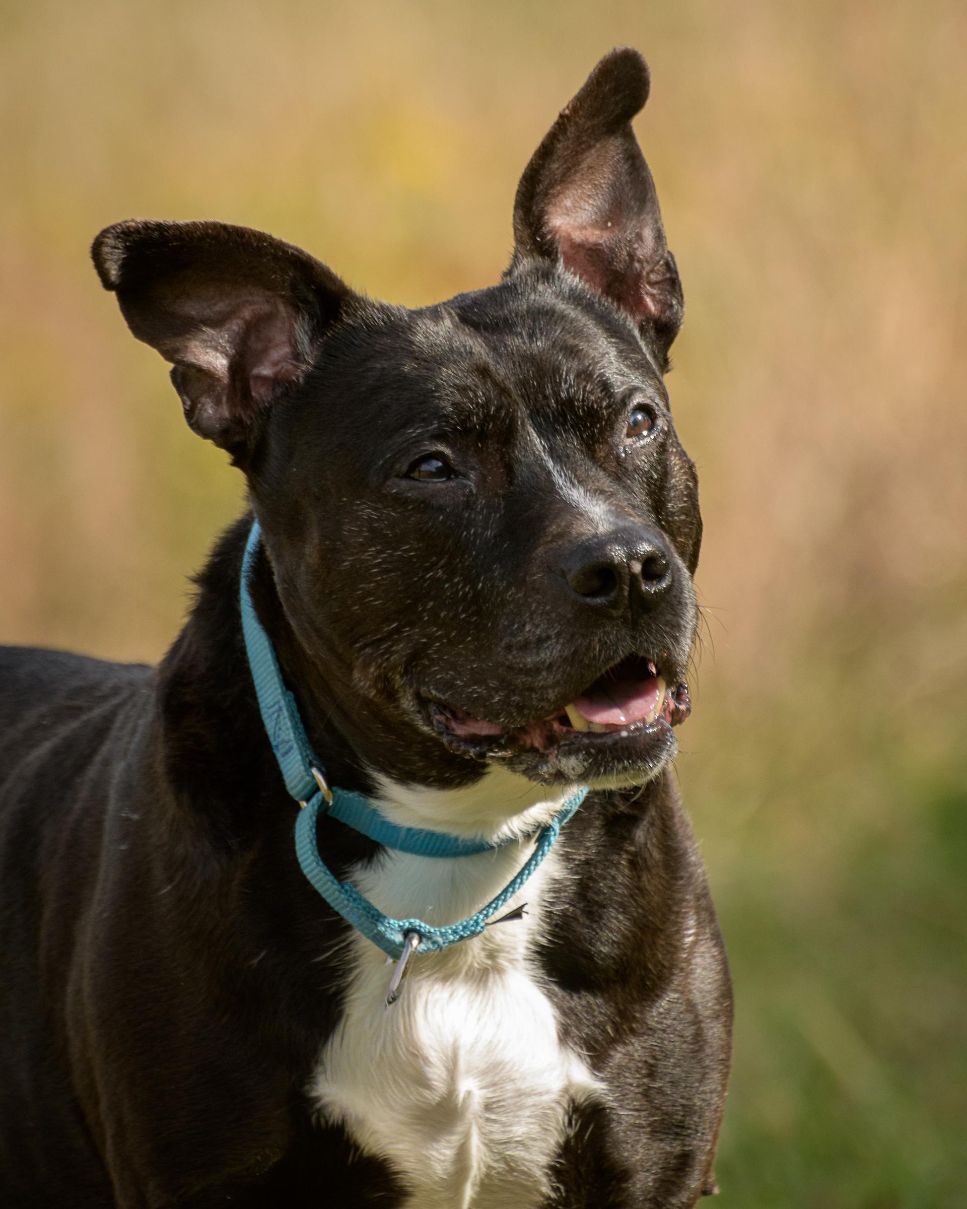 Pibby, Adoptable, Senior Female Pit Bull Terrier & Mixed Breed.