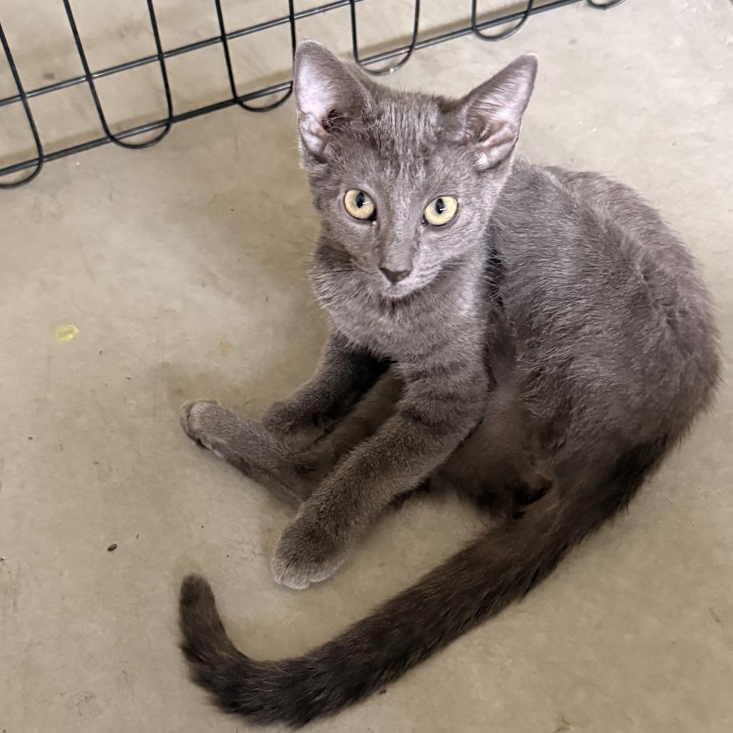 Porsche, Adoptable, Young Female Domestic Short Hair.