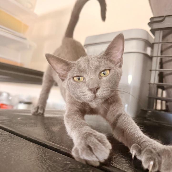 Enlarge Porsche, a Adoptable Domestic Short Hair in Oceanside, CA image 2/6