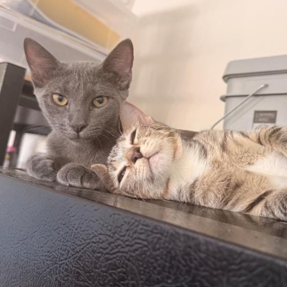Enlarge Porsche, a Adoptable Domestic Short Hair in Oceanside, CA image 3/6