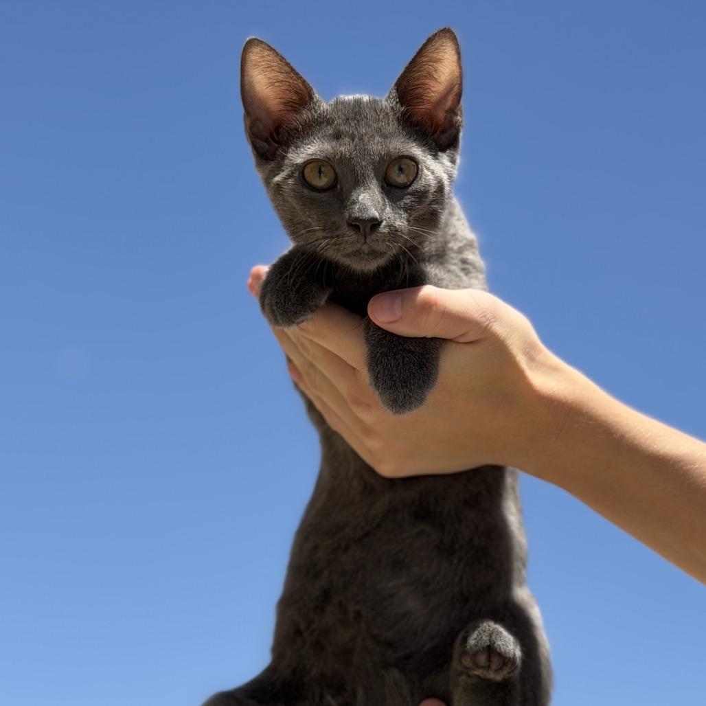 Enlarge Porsche, a Adoptable Domestic Short Hair in Oceanside, CA image 4/6