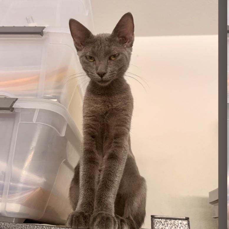 Enlarge Porsche, a Adoptable Domestic Short Hair in Oceanside, CA image 5/6