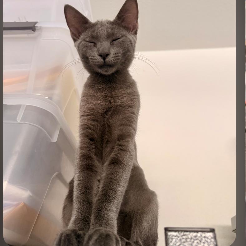 Enlarge Porsche, a Adoptable Domestic Short Hair in Oceanside, CA image 6/6