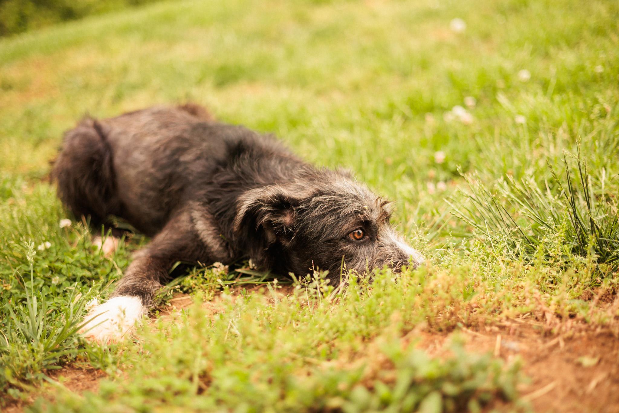 Enlarge Jacques-Transport, a Adoptable mixed breed in Wilmington, OH image 2/6