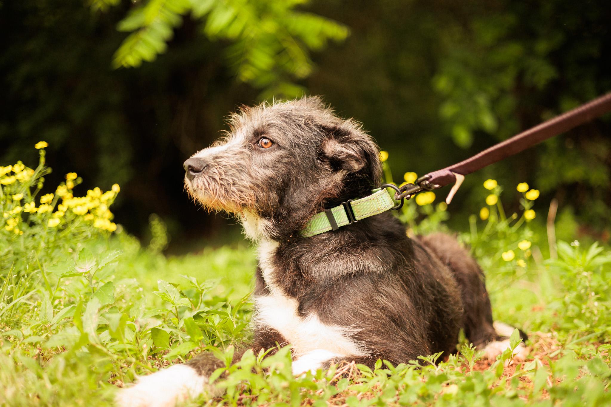 Enlarge Jacques-Transport, a Adoptable mixed breed in Wilmington, OH image 5/6