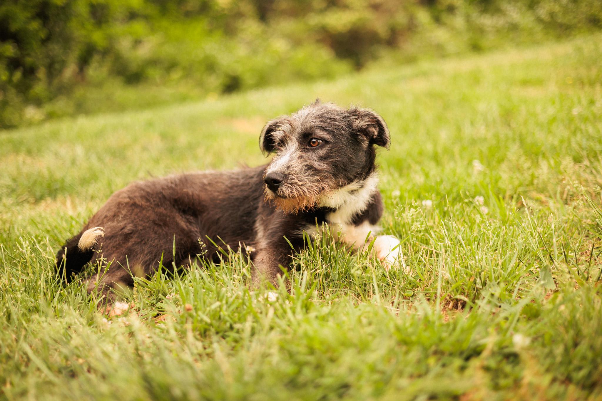 Enlarge Jacques-Transport, a Adoptable mixed breed in Wilmington, OH image 1/6