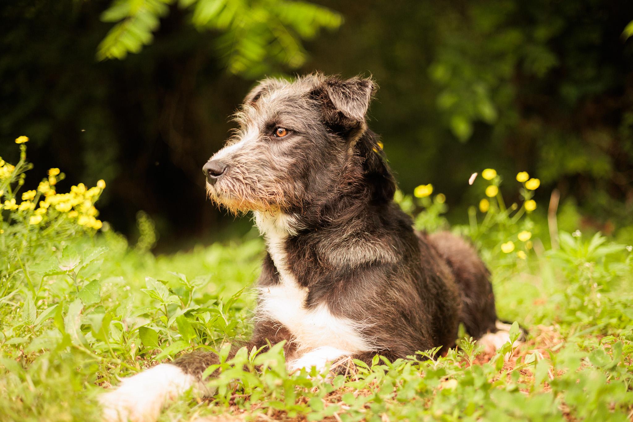 Enlarge Jacques-Transport, a Adoptable mixed breed in Wilmington, OH image 4/6