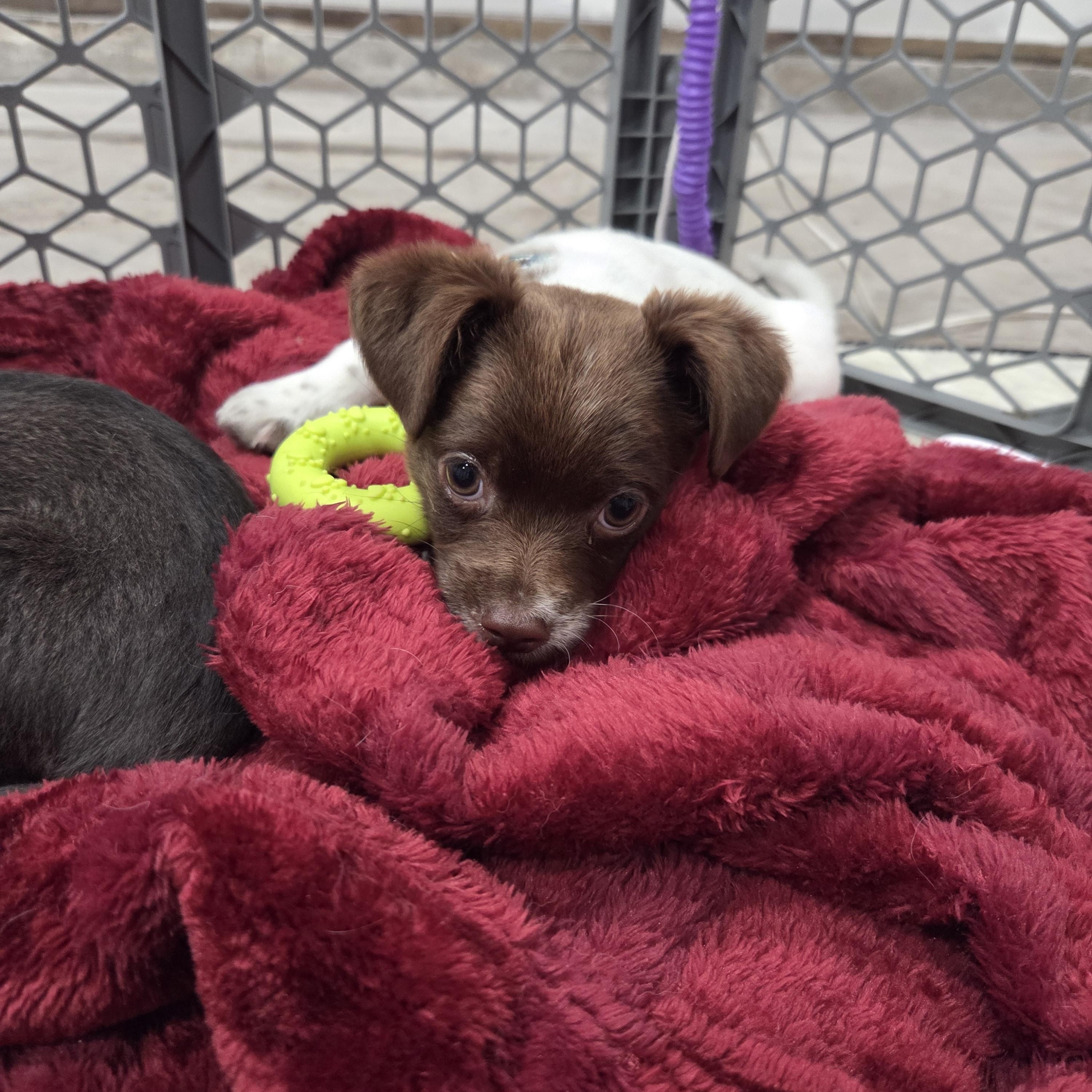 Enlarge Sophia Loren, an adopted mixed breed in West Hollywood, CA image 2/4