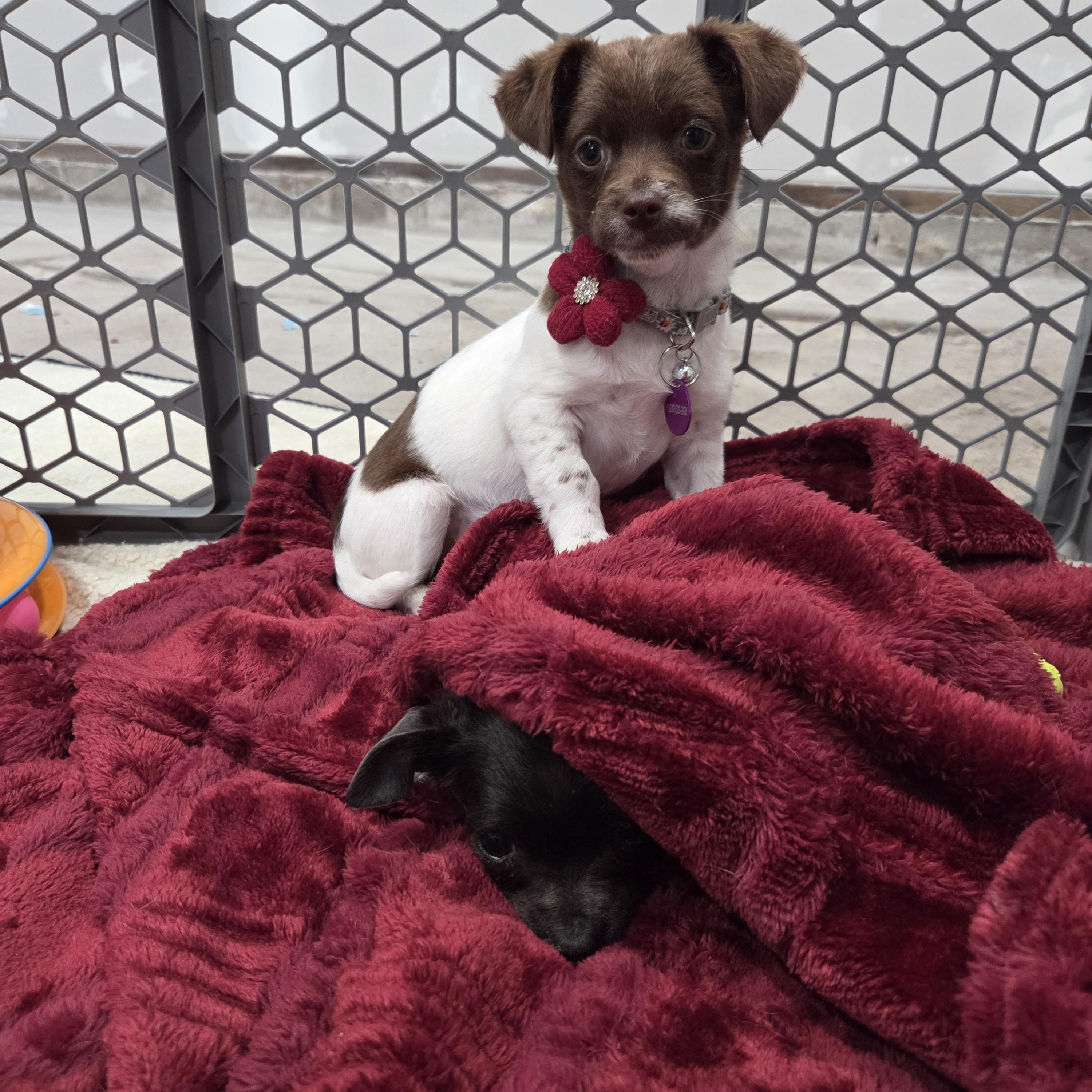 Sophia Loren, adopted, Puppy Female Chihuahua.