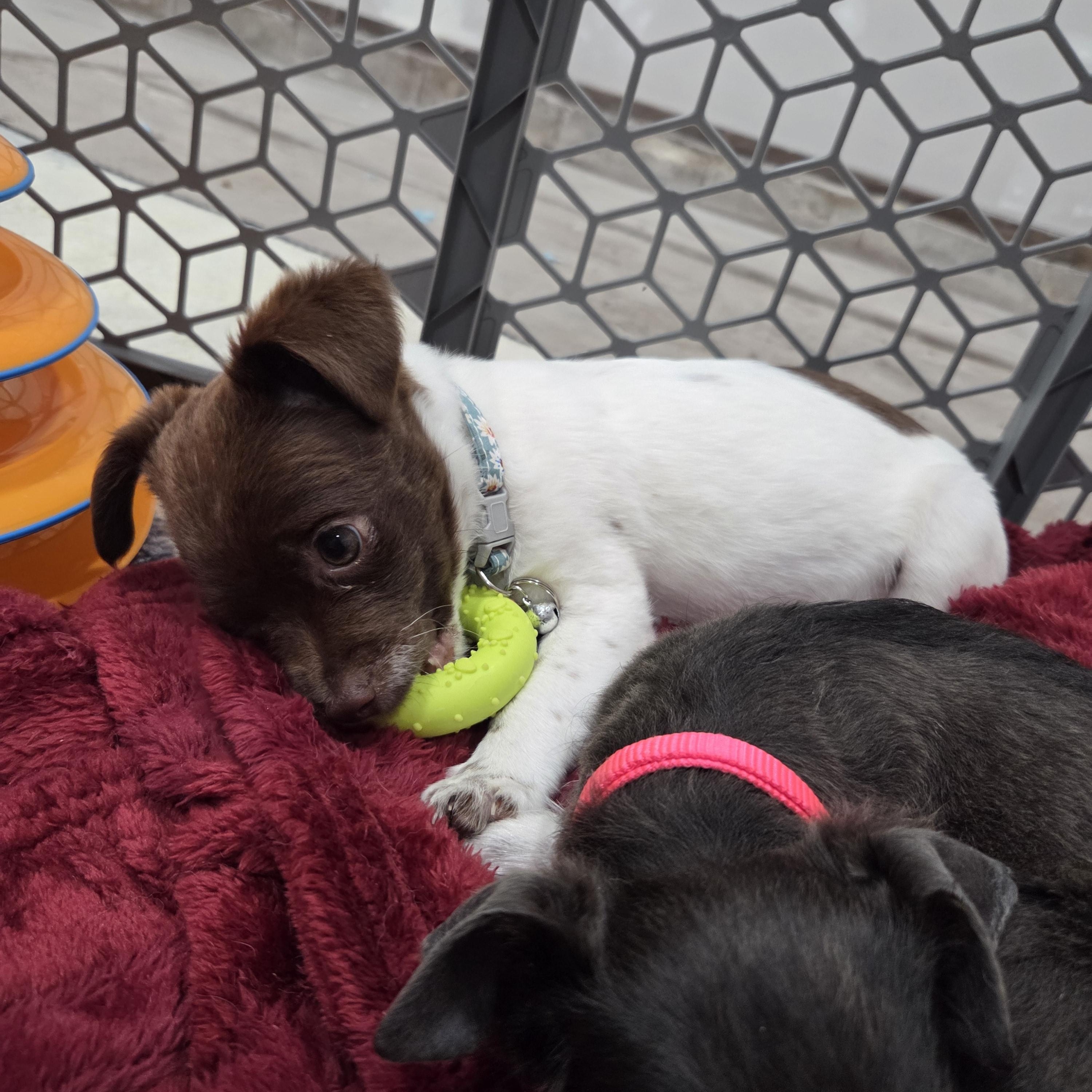 Enlarge Sophia Loren, an adopted mixed breed in West Hollywood, CA image 4/4