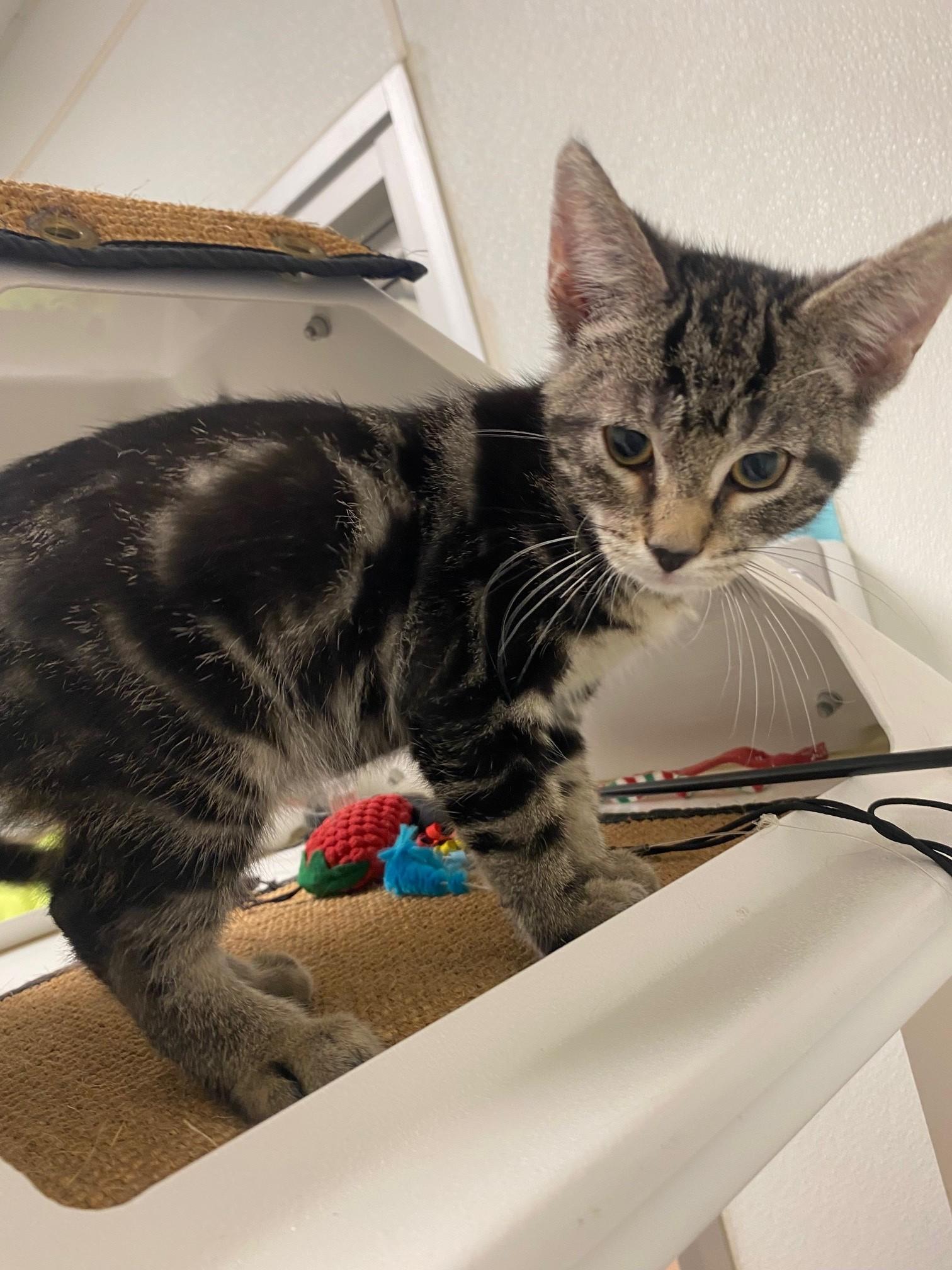 Motor A218294, adopted, Kitten Male Domestic Short Hair.