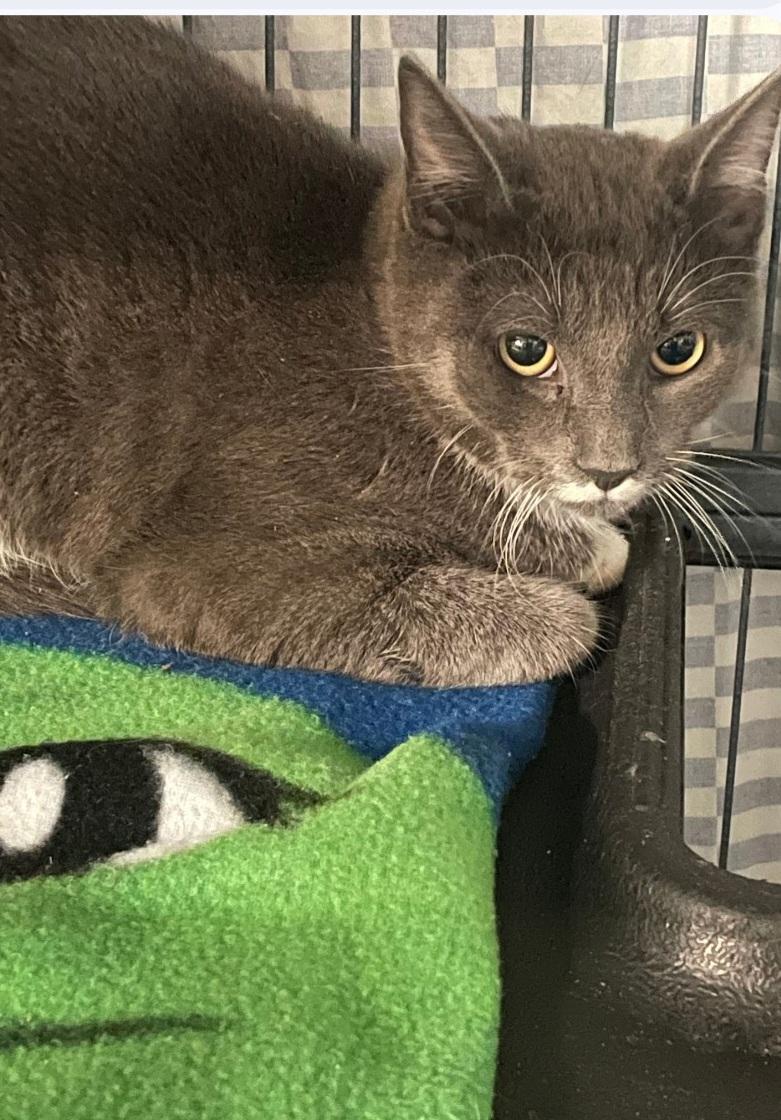 Enlarge K-1 Mister, an adopted Domestic Short Hair in Billings, MT image 1/1