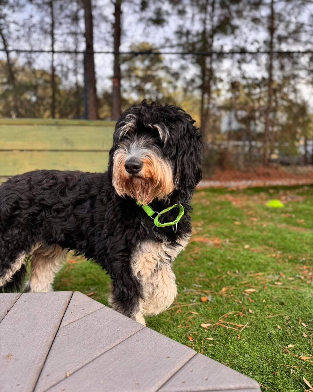 Nugget, adopted, Adult Female Bernedoodle.