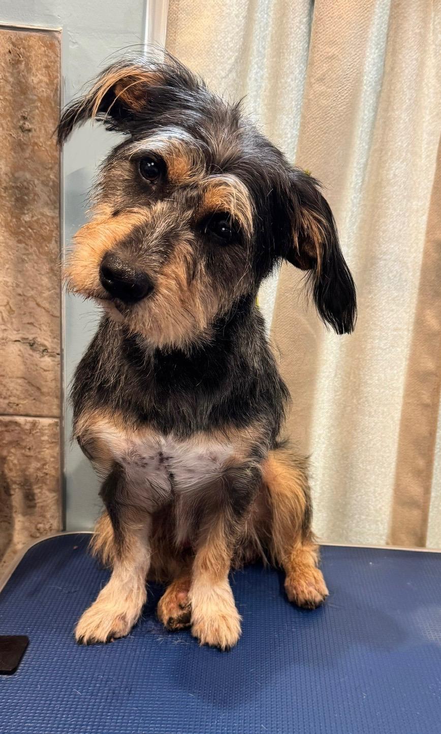 Kingston, Adoptable, Young Male Terrier.