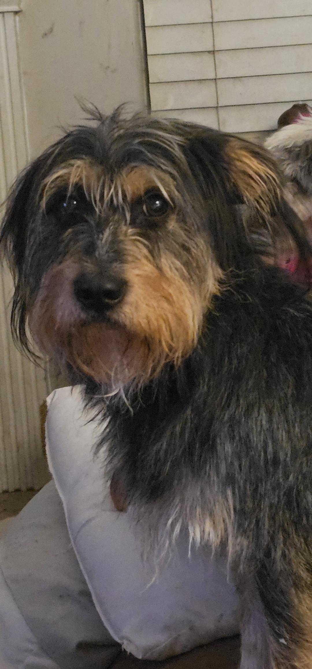 Enlarge Kingston, a Adoptable mixed breed in Stockbridge, GA image 2/4