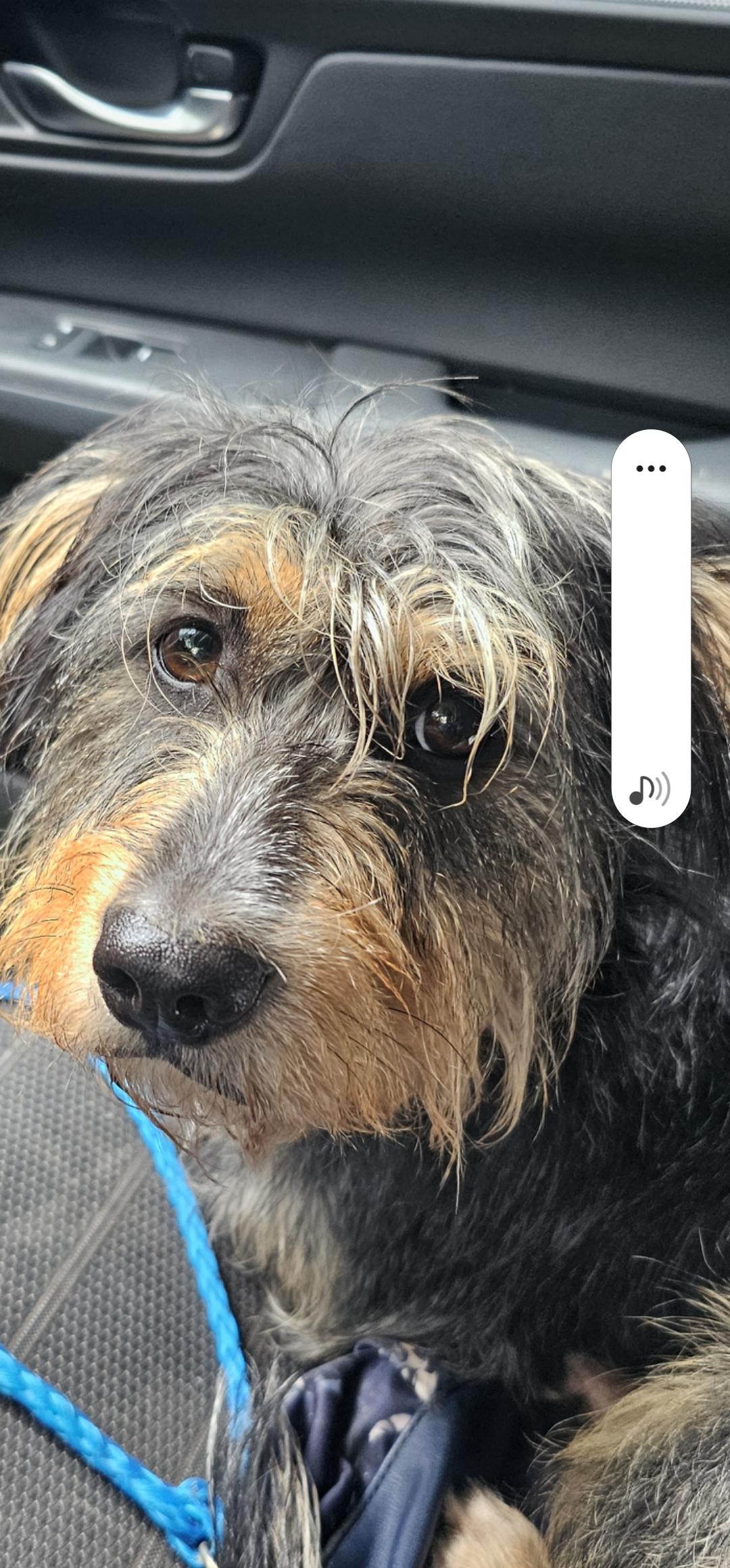 Enlarge Kingston, a Adoptable mixed breed in Stockbridge, GA image 3/4