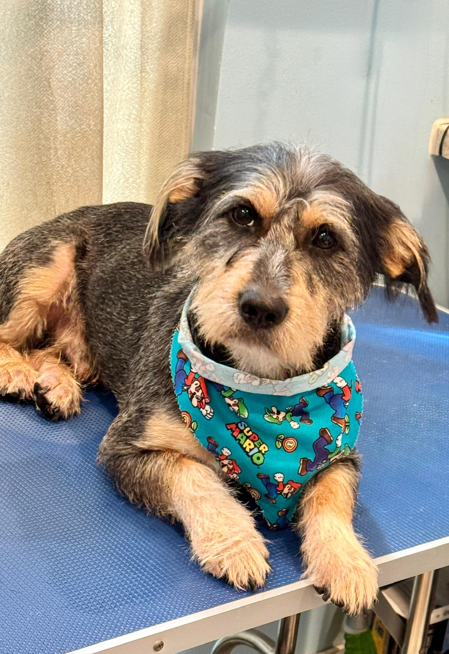 Enlarge Kingston, a Adoptable mixed breed in Stockbridge, GA image 4/4