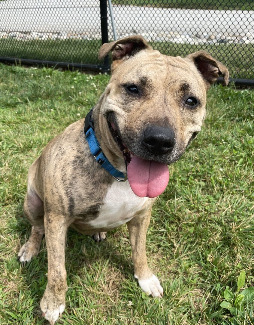 Enlarge Reesie, a Adoptable Pit Bull Terrier in Parkton, MD image 6/8