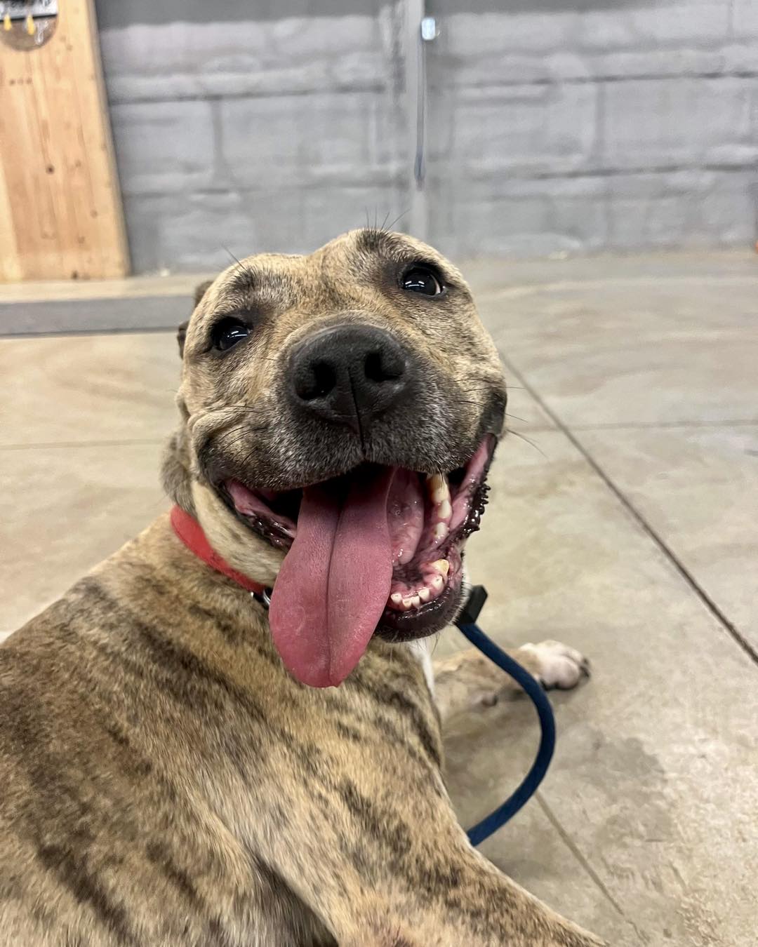 Enlarge Reesie, a Adoptable Pit Bull Terrier in Parkton, MD image 4/8