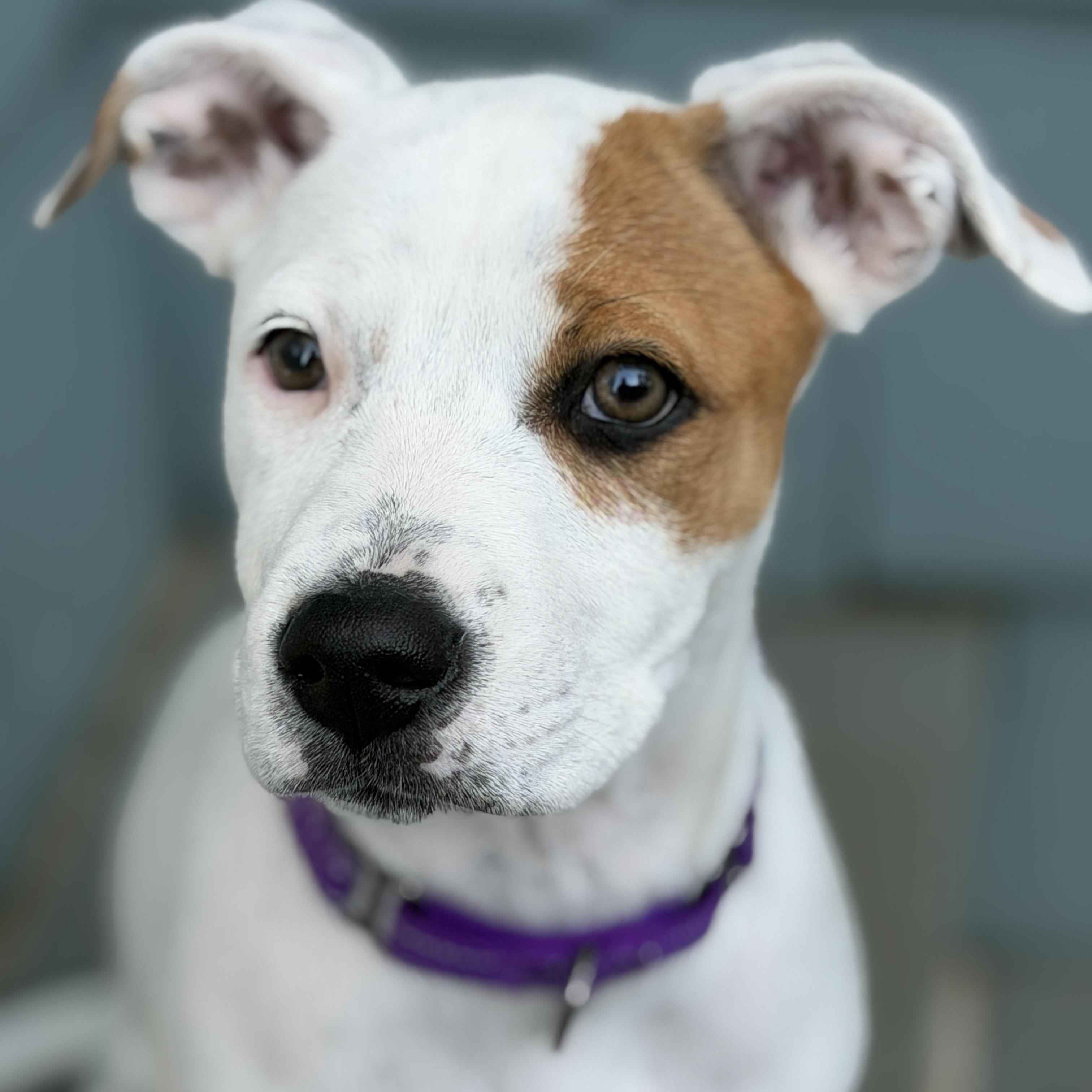 Enlarge Speckles, a Adoptable mixed breed in Chatham, NJ image 6/6