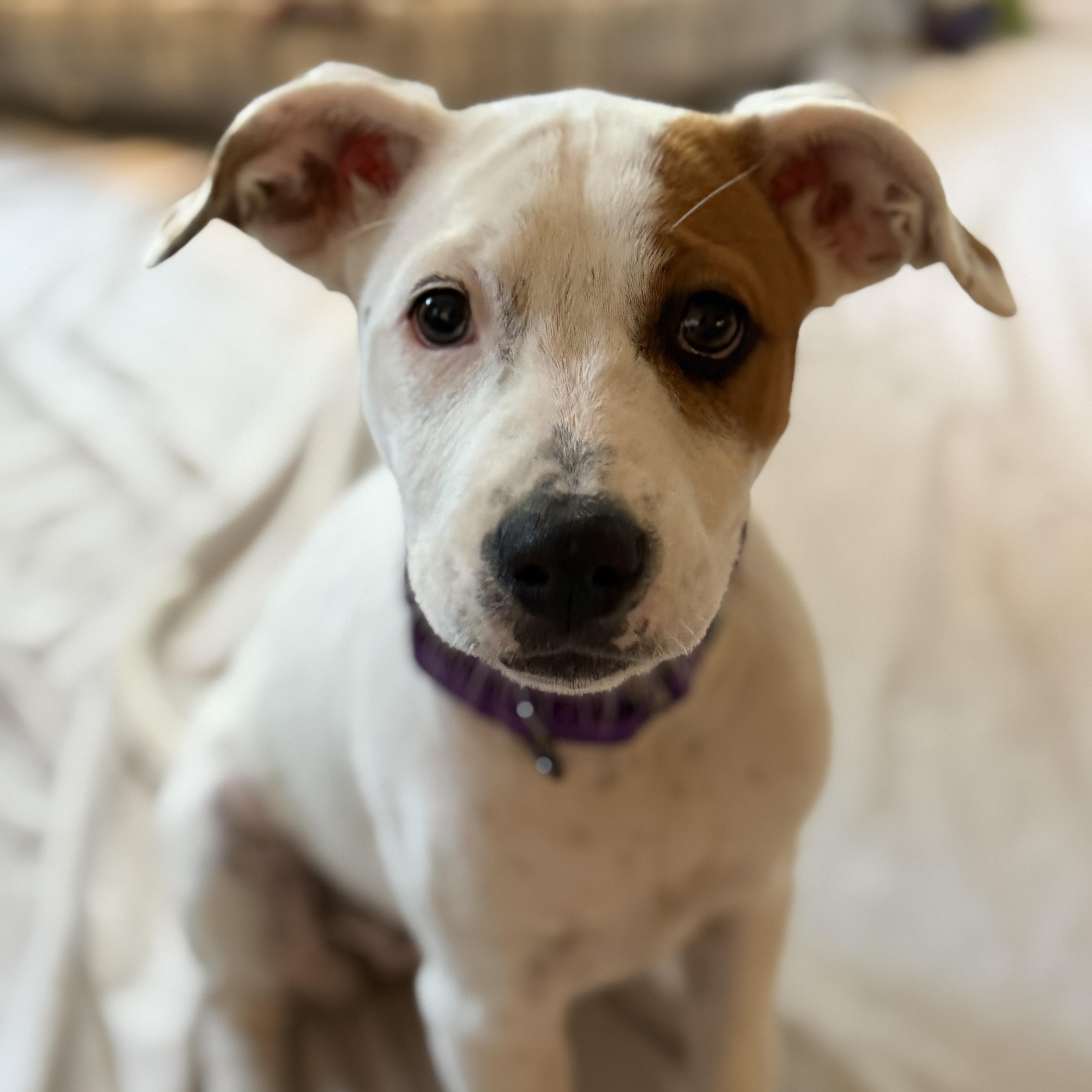Enlarge Speckles, a Adoptable mixed breed in Chatham, NJ image 2/6