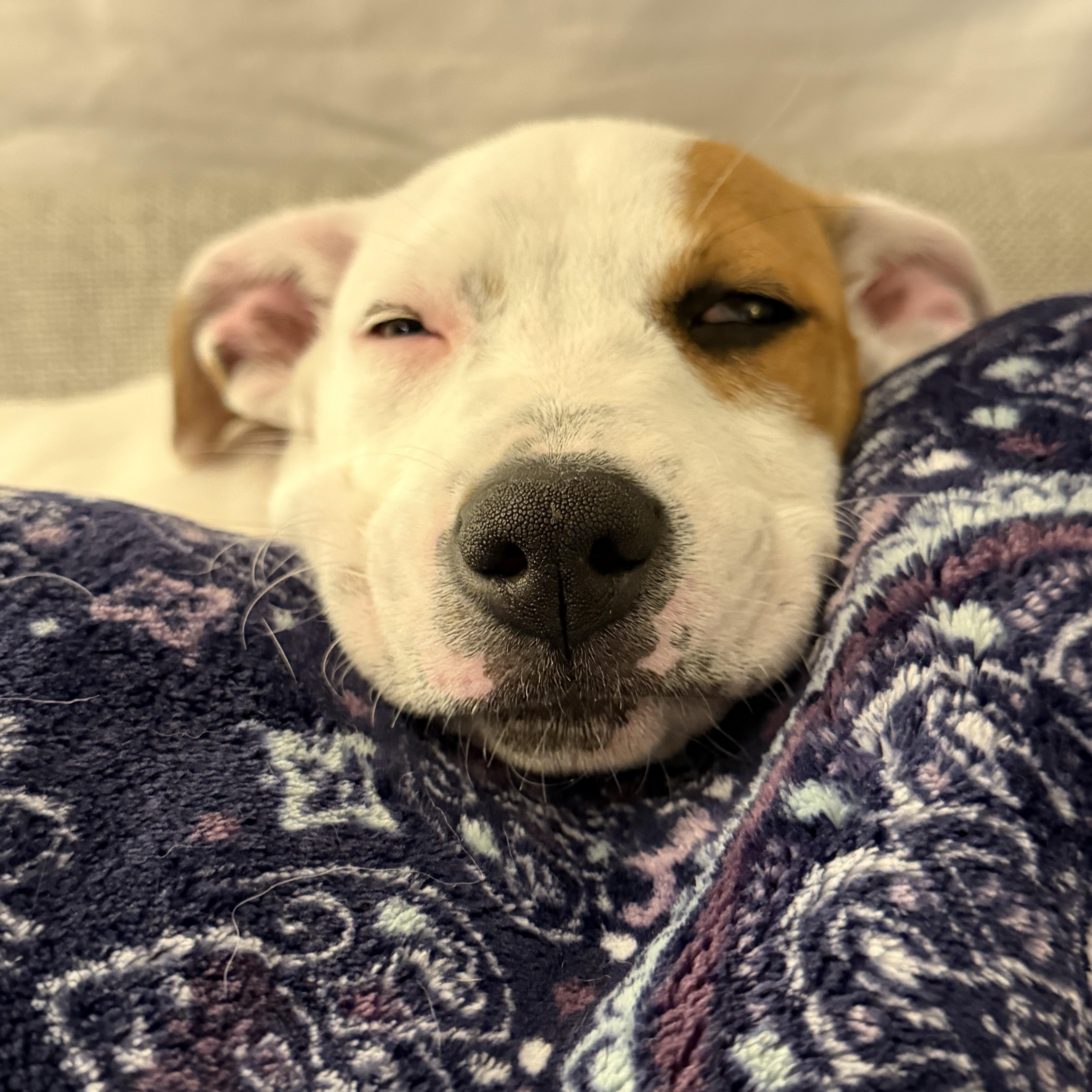 Enlarge Speckles, a Adoptable mixed breed in Chatham, NJ image 5/6