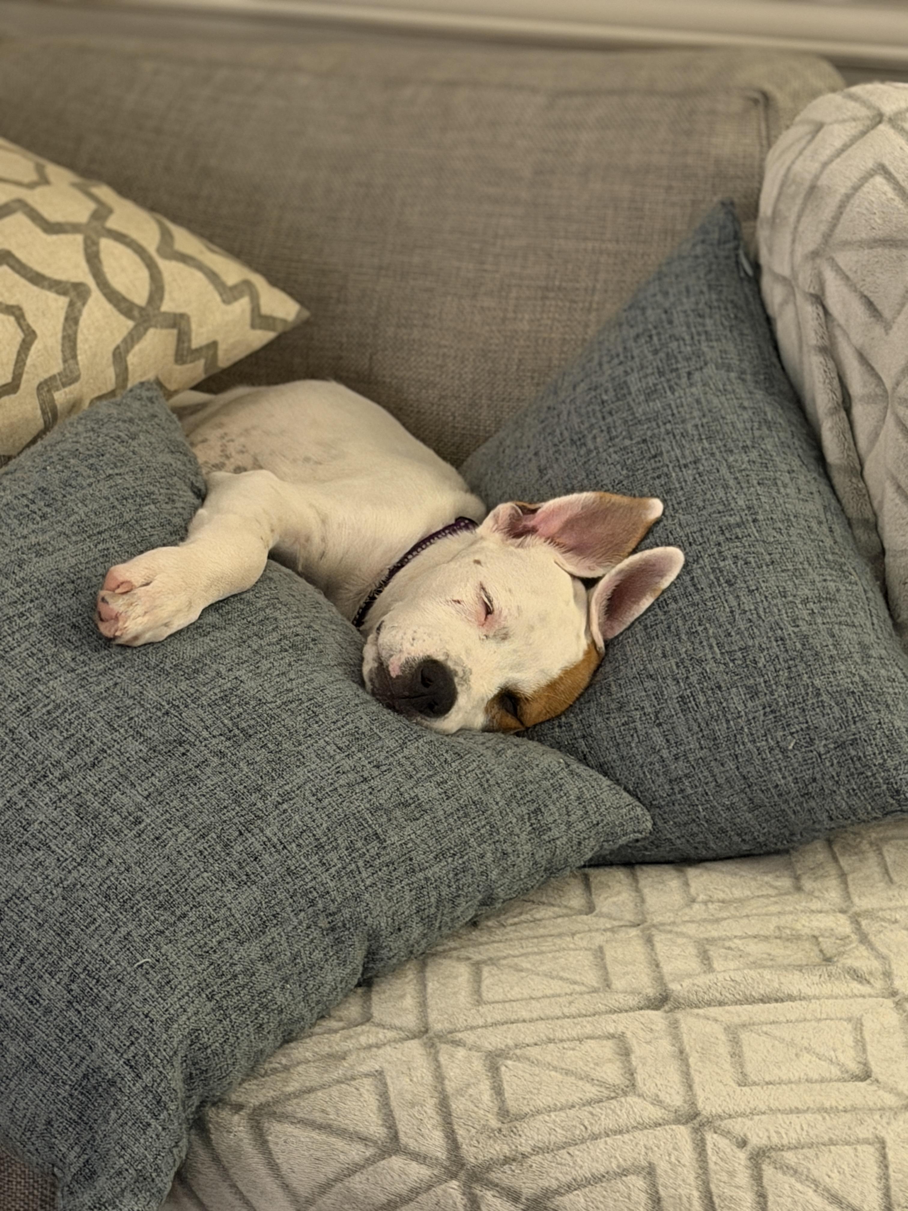 Enlarge Speckles, a Adoptable mixed breed in Chatham, NJ image 3/6