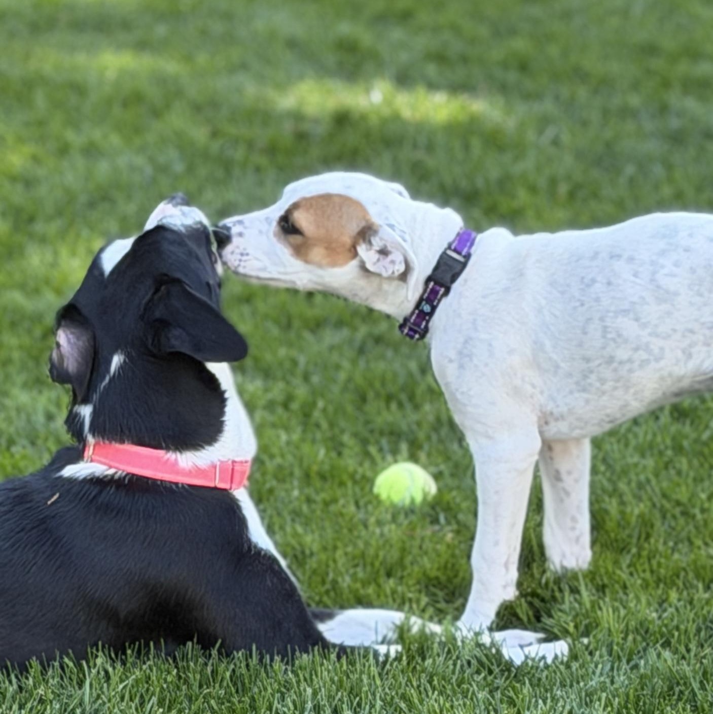 Enlarge Speckles, an adopted mixed breed in Chatham, NJ image 2/6