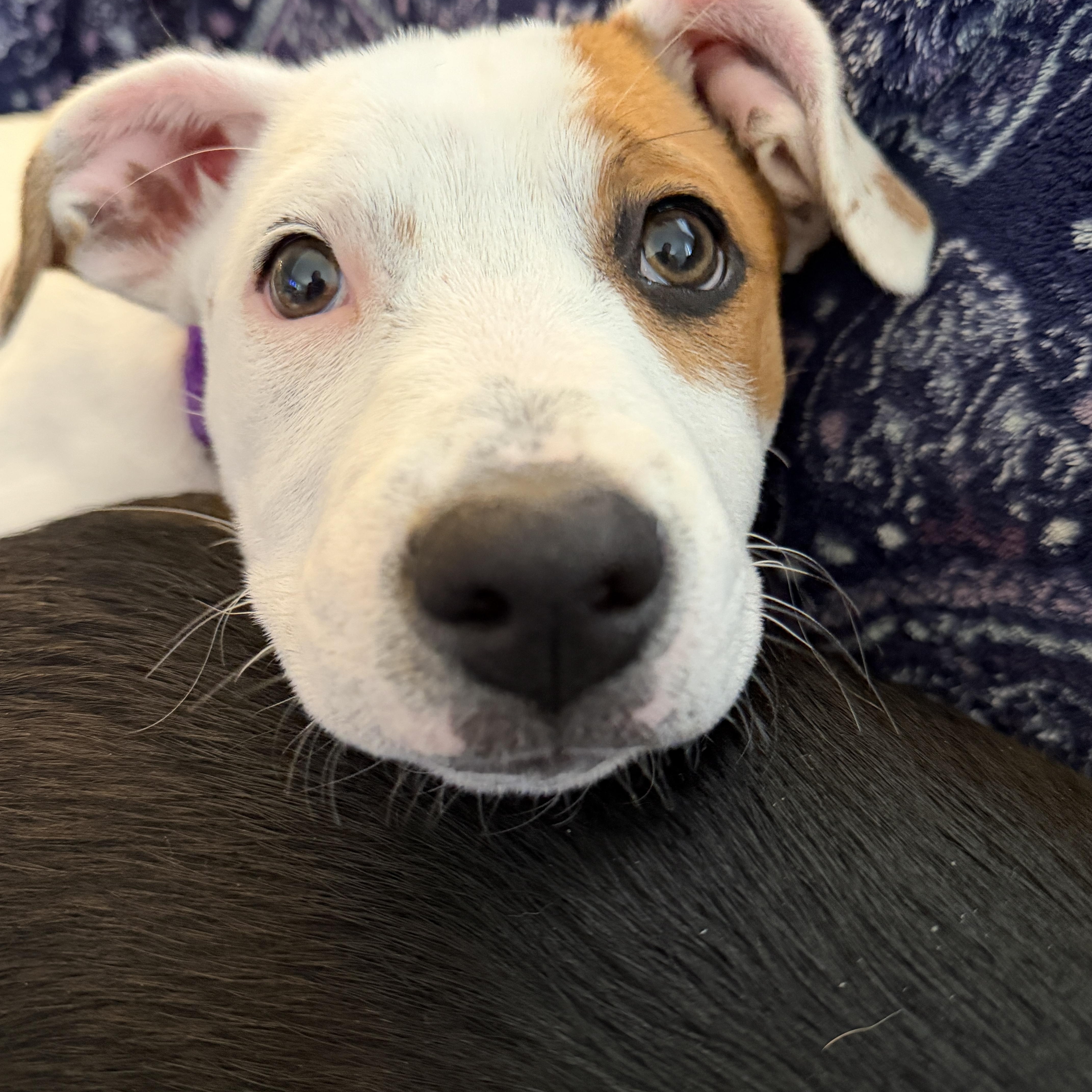 Speckles, Adoptable, Puppy Female Australian Shepherd & Terrier.