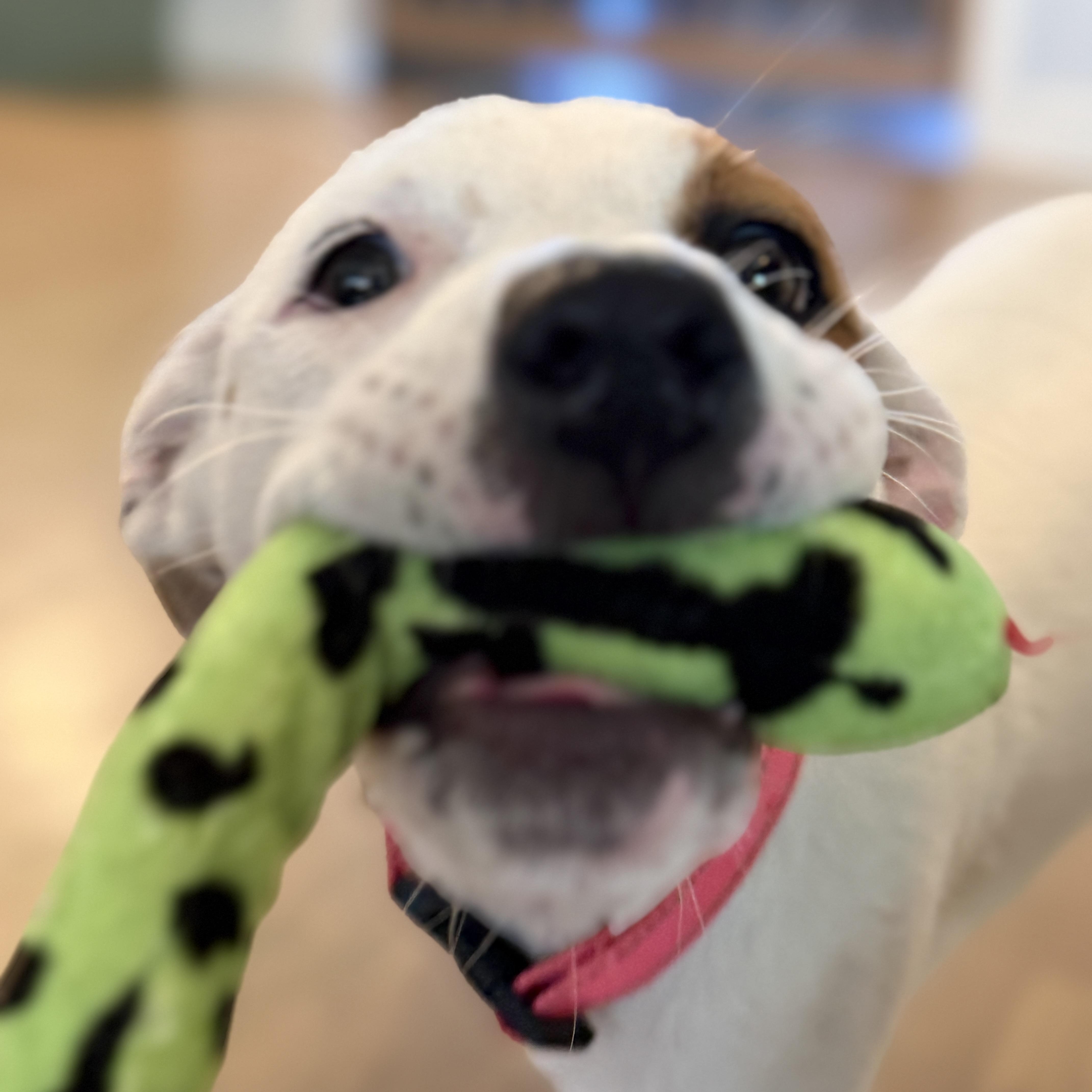 Enlarge Speckles, a Adoptable mixed breed in Chatham, NJ image 4/6