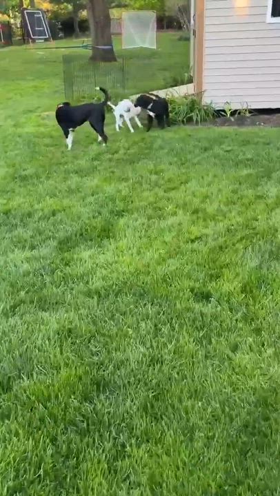 Enlarge Speckles, an adopted mixed breed in Chatham, NJ video 6/6