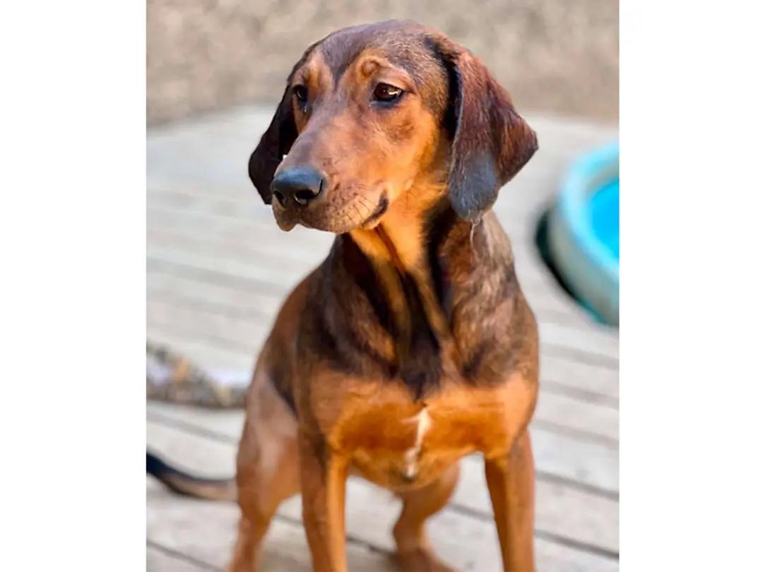 Kiowa (CA), ADOPTABLE, Puppy Female Black and Tan Coonhound.