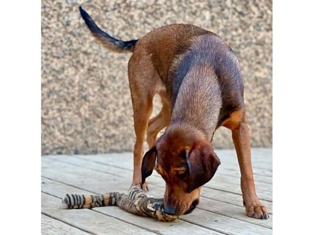Kiowa (CA), a ADOPTABLE Black and Tan Coonhound in Jackson, CA image 3/5