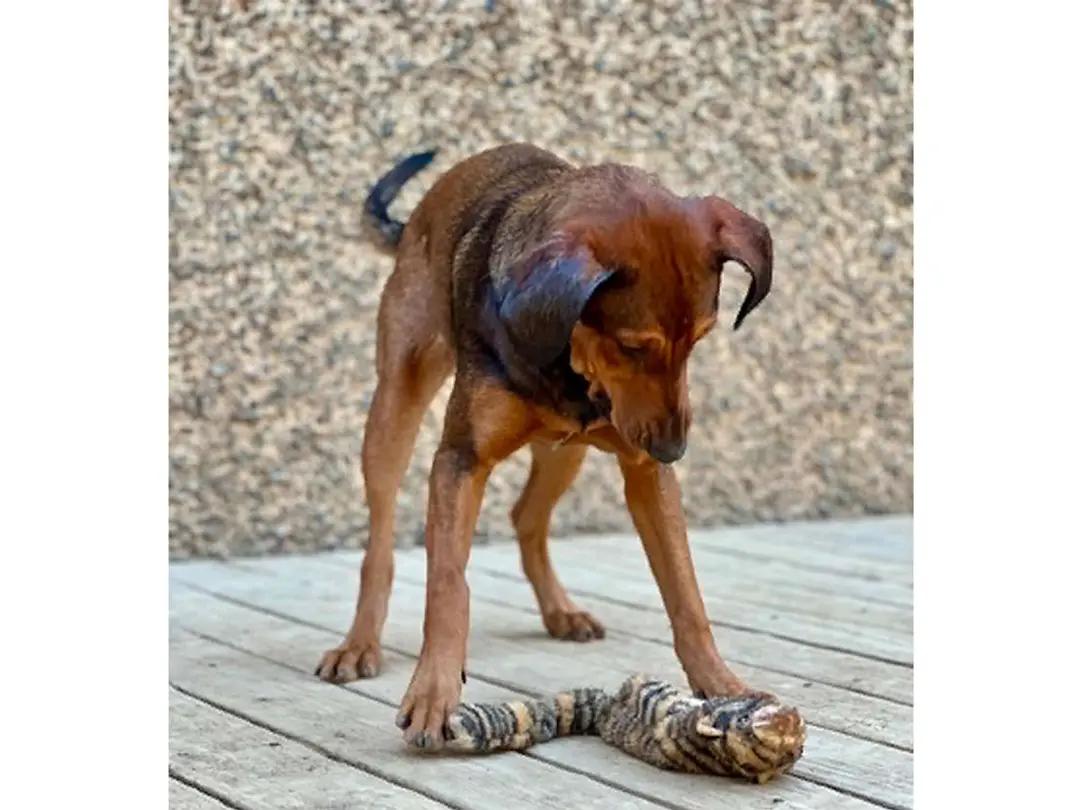 Kiowa (CA), a ADOPTABLE Black and Tan Coonhound in Jackson, CA image 4/5
