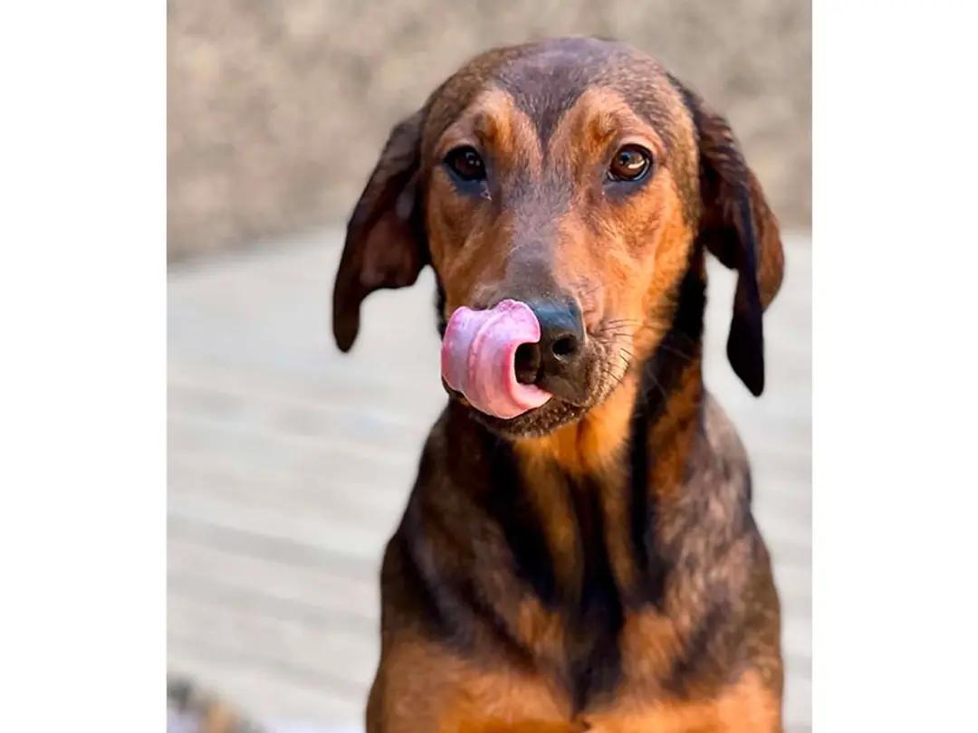 Kiowa (CA), a ADOPTABLE Black and Tan Coonhound in Jackson, CA image 2/5
