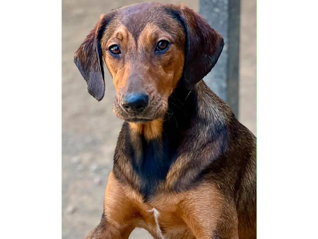 Kiowa (CA), a ADOPTABLE Black and Tan Coonhound in Jackson, CA image 5/5