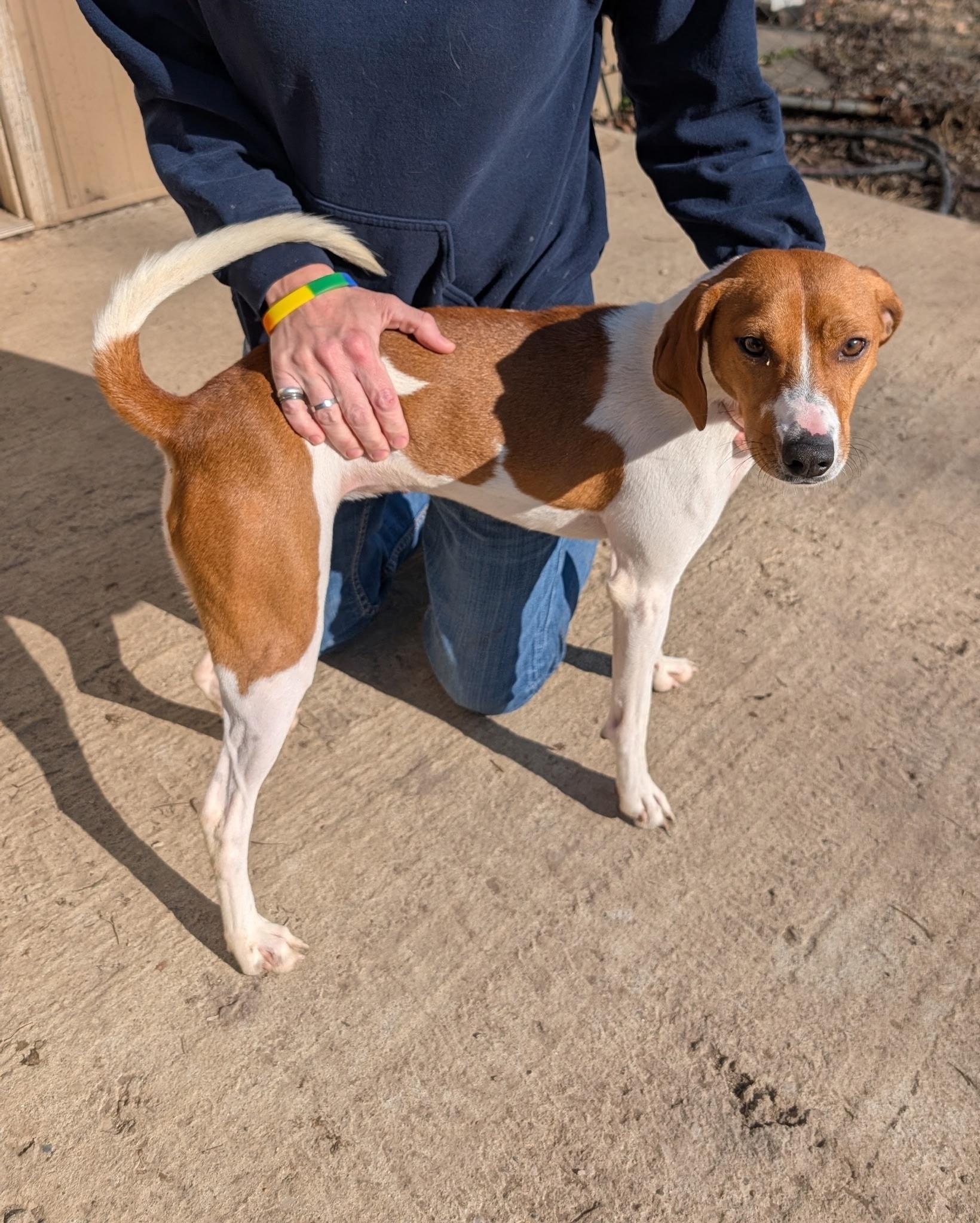 Abby, a ADOPTABLE mixed breed in Metropolis, IL image 1/3