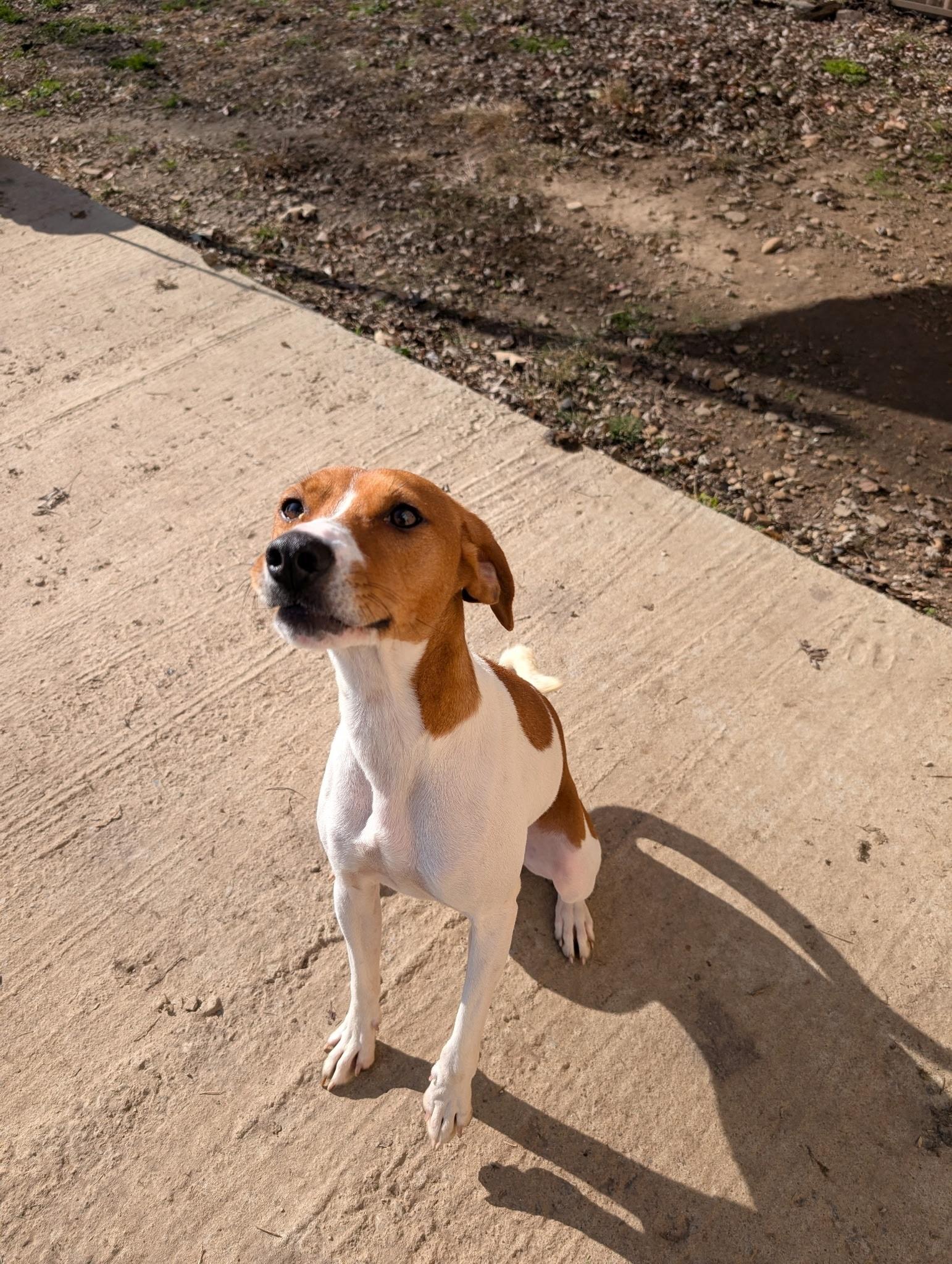 Abby, a ADOPTABLE mixed breed in Metropolis, IL image 2/3